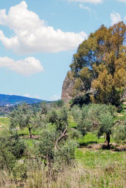 Meadows in Ronda in the south of Spain in the springtime
