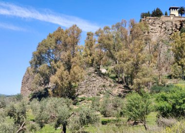 Meadows in Ronda in the south of Spain in the springtime