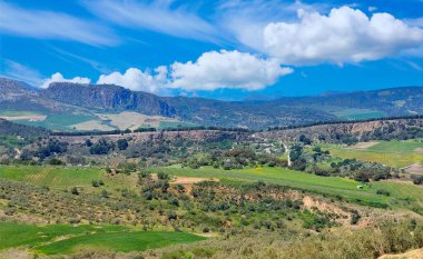 Meadows in Ronda in the south of Spain in the springtime