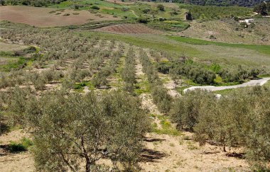 Meadows in Ronda in the south of Spain in the springtime