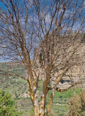 Meadows in Ronda in the south of Spain in the springtime