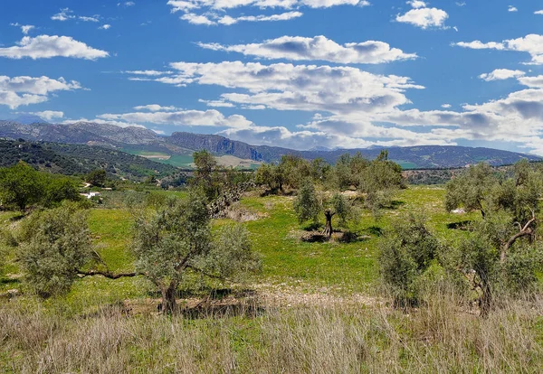 Meadows Ronda South Spain Springtime — 스톡 사진