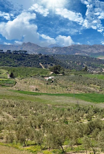 Meadows Ronda South Spain Springtime — Foto de Stock