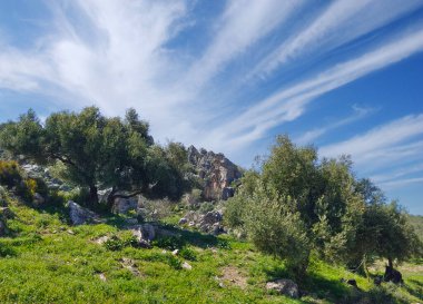 Meadows in Ronda in the south of Spain in the springtime