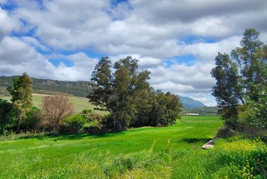 Meadows in Ronda in the south of Spain in the springtime