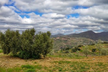 Meadows in Ronda in the south of Spain in the springtime