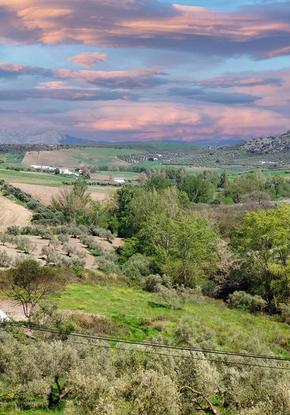 Meadows in Ronda in the south of Spain in the springtime
