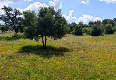 İspanya 'nın güneyinde Sevilla' nın çayırlarındaki ağaçlar bulutlu bir günde