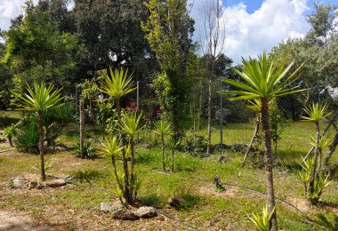 İspanya 'nın güneyinde Sevilla' nın çayırlarındaki ağaçlar bulutlu bir günde