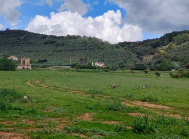 İspanya 'nın güneyinde Sevilla' nın çayırlarındaki ağaçlar bulutlu bir günde