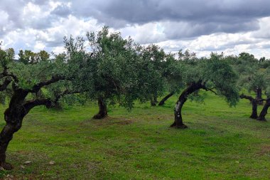 İspanya 'nın güneyinde Sevilla' nın zeytin ağaçları bulutlu bir günde