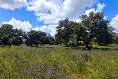 Güneşli bir günde İspanya 'nın güneyinde Extremadura' nın çayırları