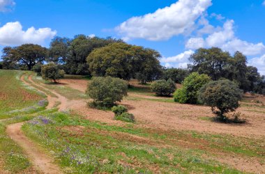 Güneşli bir günde İspanya 'nın güneyinde Extremadura' nın çayırları
