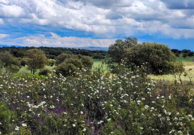 Güneşli bir günde İspanya 'nın güneyinde Extremadura' nın çayırları