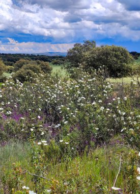 Güneşli bir günde İspanya 'nın güneyinde Extremadura' nın çayırları