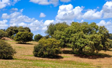 Güneşli bir günde İspanya 'nın güneyinde Extremadura' nın çayırları