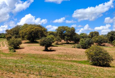 Güneşli bir günde İspanya 'nın güneyinde Extremadura' nın çayırları