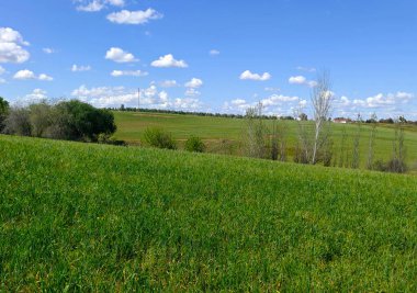 Güneşli bir günde İspanya 'nın güneyinde Extremadura' nın çayırları