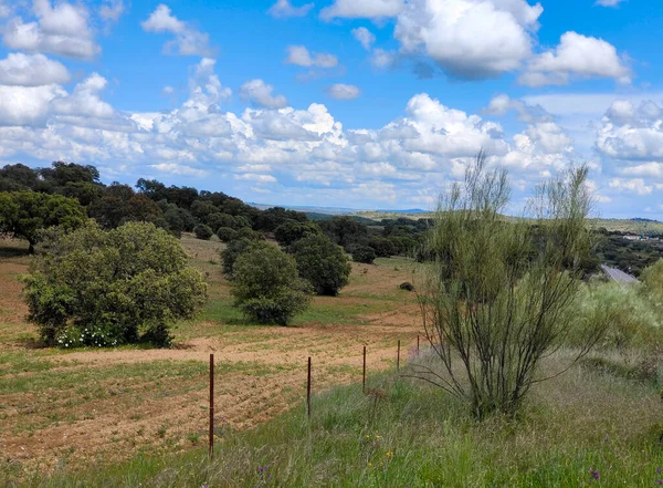 Meadows Extremadura Jihu Španělska Slunečného Dne — Stock fotografie