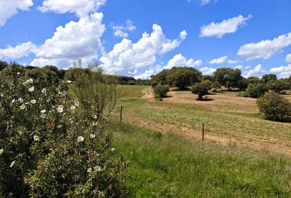 Meadows Extremadura Het Zuiden Van Spanje Een Zonnige Dag — Stockfoto