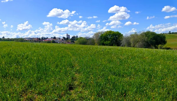 Meadows Extremadura Jihu Španělska Slunečného Dne — Stock fotografie