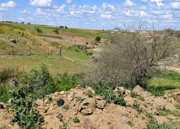 Die Wiesen Der Extremadura Süden Spaniens Einem Sonnigen Tag — Stockfoto