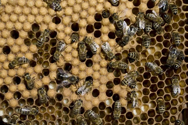 Honungsbin på honeycomb — Stockfoto