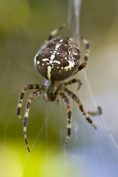Araignée croisée — Photo