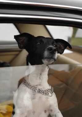 köpek arabanın vitrininde