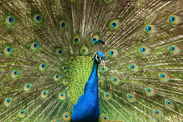 Peacock — Stock Photo, Image