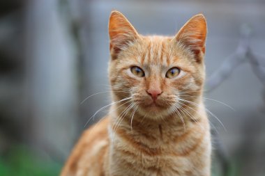 Kırmızı kedi