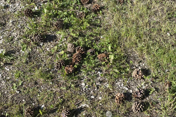 Primo Piano Pigne Cadute Sdraiate Terreno Pietroso — Foto Stock