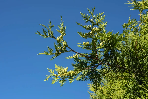 晴れた夏の日に新鮮な緑のコーンを持つ北部の白い杉の小枝のクローズアップ — ストック写真