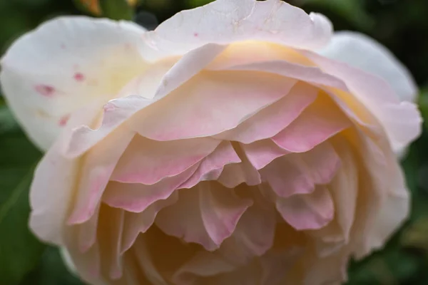 Макрофотографія Цвітіння Садової Троянди Білими Блідо Рожевими Пелюстками — стокове фото