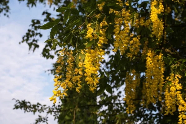 Hanging Flowers Golden Chain Tree Morning Sunlight — Stock Photo, Image