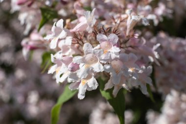 Kolkwitzia amabilis 'in beyaz ve pembe çiçekleri ya da güneşli bir günde güzel çalılar.