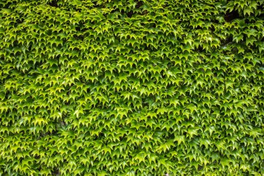 Sarmaşığın yeşil yapraklarıyla büyüyen bir binanın ön cephesi.