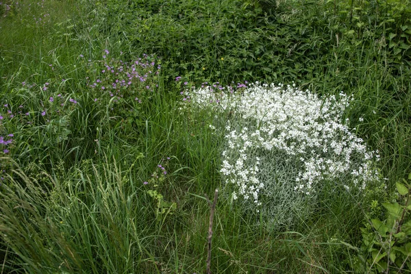 Obrukad Äng Våren Med Olika Gräs Och Blommande Perenner — Stockfoto
