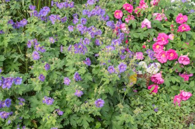 Çiçek tarhında sardunya pratessi ve arka planda pembe güller.