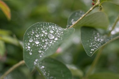Yapraklarında yağmur damlaları olan sıradan bir kar çileği dalı.