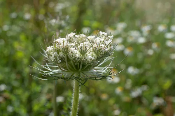 Umbel Małymi Białymi Kwiatami Dzikiej Marchewki Lub Daucus Carota — Zdjęcie stockowe