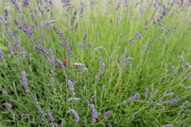Bahçedeki çiçek açan lavanta çalılarının üzerindeki yağmur damlaları.