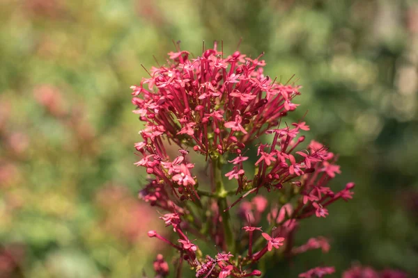Închiderea Florilor Mici Ale Unei Flori Valeriană Roșie Într Grădină — Fotografie, imagine de stoc
