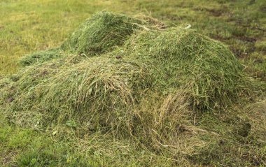 Yazın bir çayırda biçilmiş çimen yığınına yakın.