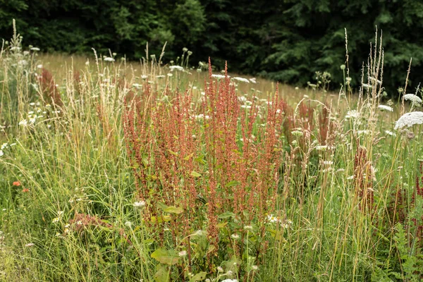 Flowering Plant Common Garden Sorrel Meadow Forest Edge — Stock Photo, Image