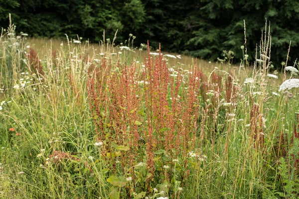 Eine Blühende Pflanze Eines Sauerampfers Oder Gartensauerampfers Auf Einer Wiese — Stockfoto