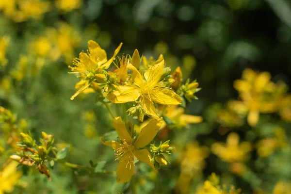Close Yellow Blossoms Hypericum Perforatum Herbal Medicine — Stock Photo, Image