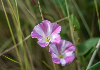 macrophotography of the white and pink trumpet-shaped blossom of a bindweed with purple stamens