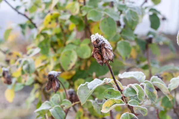 在寒冷的冬日早晨 一朵枯萎的玫瑰花被冰晶覆盖的特写 — 图库照片