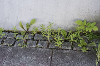 dandelion and hawkweed growing between sett stones at a plastered facade